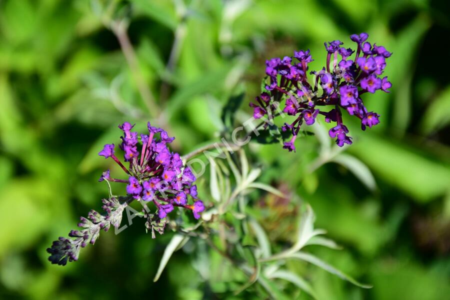 Motýlí keř, Komule Davidova 'Nanho Purple' - Buddleja davidii 'Nanho Purple'