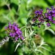 Motýlí keř, Komule Davidova 'Nanho Purple' - Buddleja davidii 'Nanho Purple'