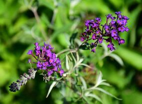 Motýlí keř, Komule Davidova 'Nanho Purple' - Buddleja davidii 'Nanho Purple'