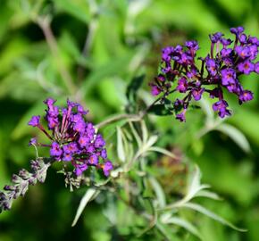 Motýlí keř, Komule Davidova 'Nanho Purple' - Buddleja davidii 'Nanho Purple'