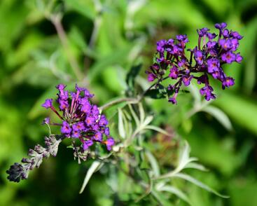 Motýlí keř, Komule Davidova 'Nanho Purple'