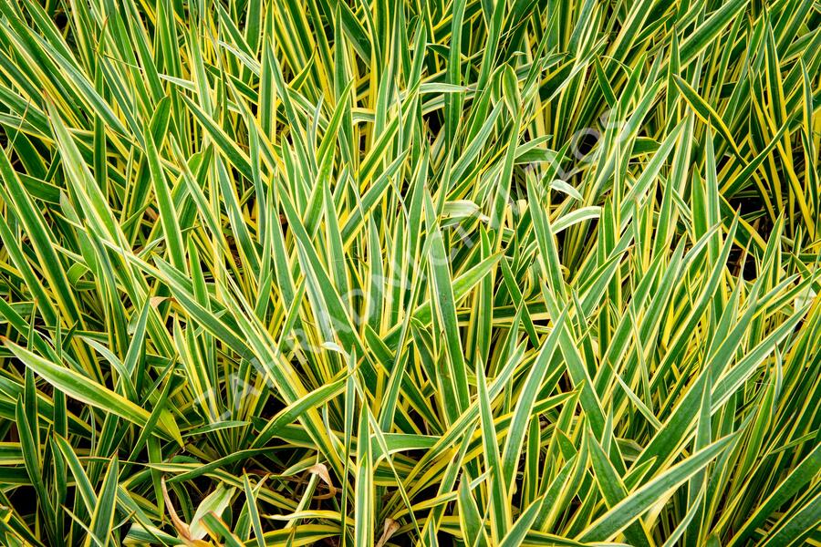 Juka vláknitá 'Bright Edge' - Yucca filamentosa 'Bright Edge'