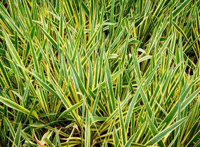 Juka vláknitá 'Bright Edge' - Yucca filamentosa 'Bright Edge'