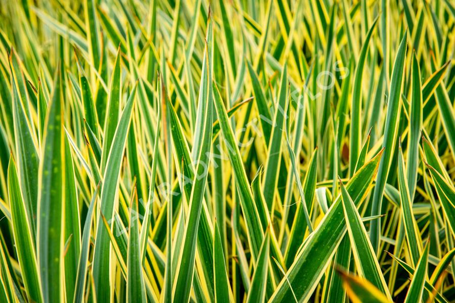 Juka vláknitá 'Bright Edge' - Yucca filamentosa 'Bright Edge'