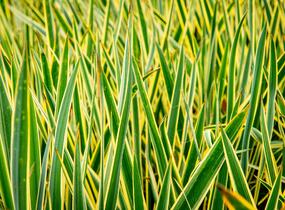 Juka vláknitá 'Bright Edge' - Yucca filamentosa 'Bright Edge'