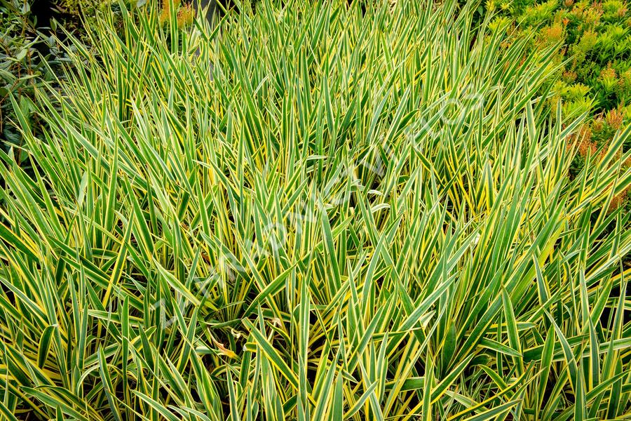 Juka vláknitá 'Bright Edge' - Yucca filamentosa 'Bright Edge'