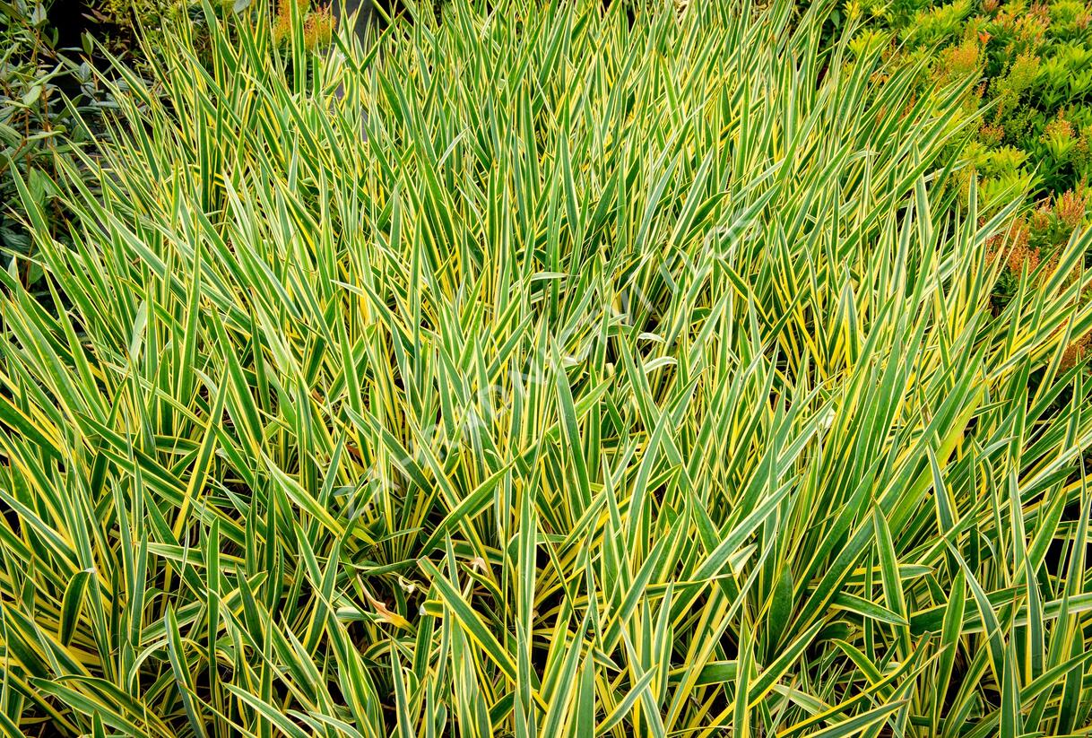 Juka vláknitá 'Bright Edge' - Yucca filamentosa 'Bright Edge'