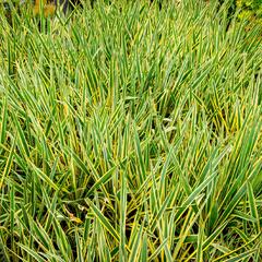 Juka vláknitá 'Bright Edge' - Yucca filamentosa 'Bright Edge'