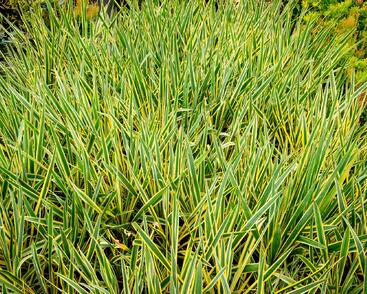 Juka vláknitá 'Bright Edge'