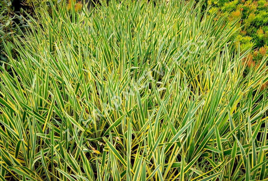 Juka vláknitá 'Bright Edge' - Yucca filamentosa 'Bright Edge'