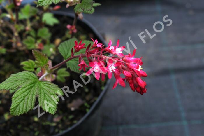 Meruzalka krvavá 'King Edward VII.' - Ribes sanguineum 'King Edward VII.'