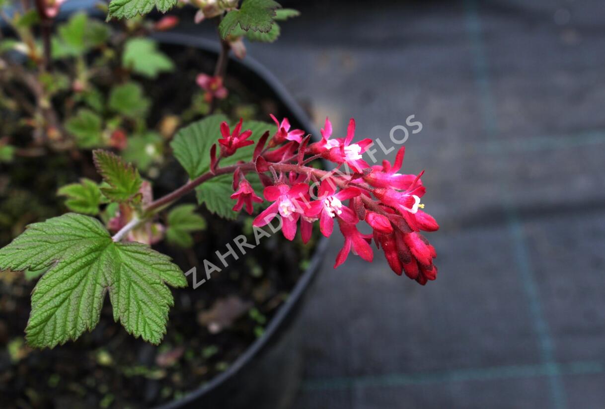 Meruzalka krvavá 'King Edward VII.' - Ribes sanguineum 'King Edward VII.'