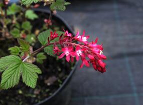 Meruzalka krvavá 'King Edward VII.' - Ribes sanguineum 'King Edward VII.'