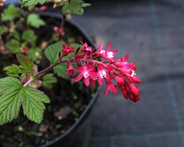 Meruzalka krvavá 'King Edward VII.'