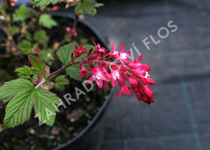 Meruzalka krvavá 'King Edward VII.' - Ribes sanguineum 'King Edward VII.'