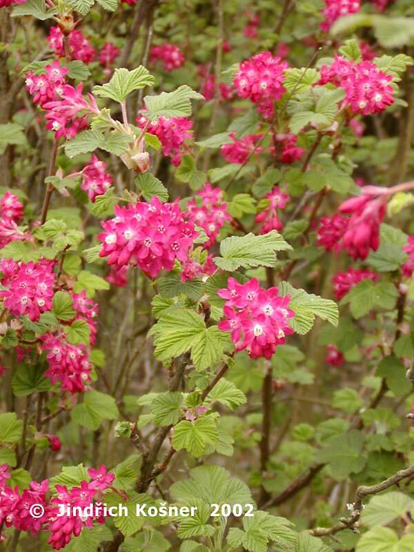 Meruzalka krvavá 'King Edward VII.' - Ribes sanguineum 'King Edward VII.'