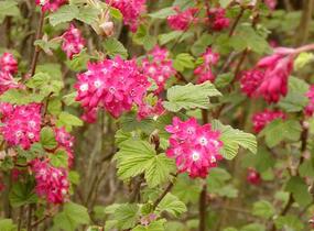 Meruzalka krvavá 'King Edward VII.' - Ribes sanguineum 'King Edward VII.'