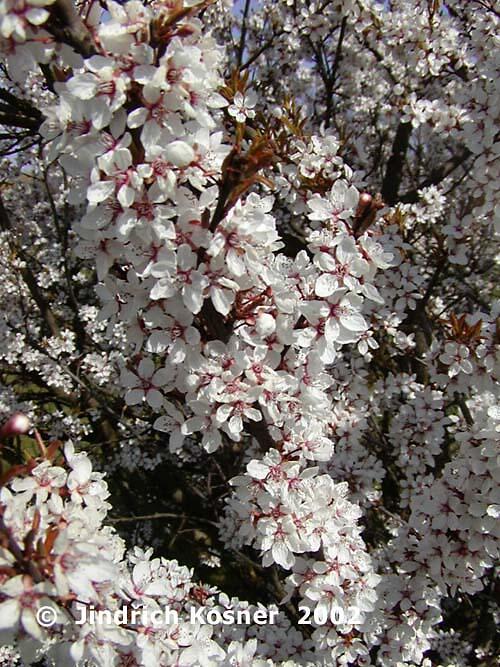 Slivoň myrobalán 'Hessei' - Prunus cerasifera 'Hessei'