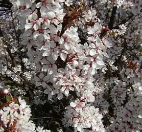 Slivoň myrobalán 'Hessei' - Prunus cerasifera 'Hessei'