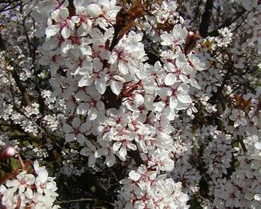 Myrobalán třešňový pozdní 'Hessei'