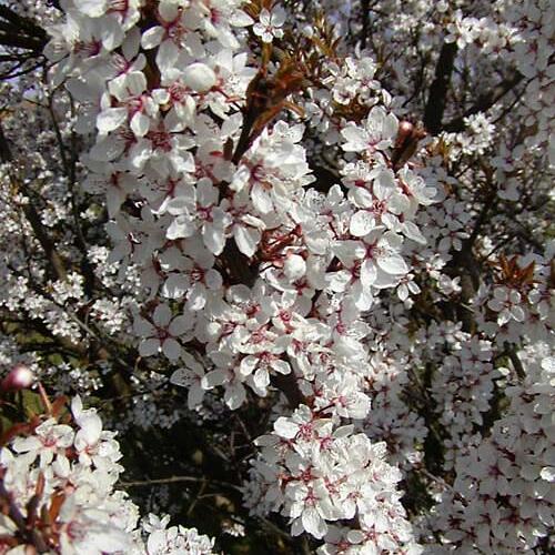 Slivoň myrobalán 'Hessei' - Prunus cerasifera 'Hessei'