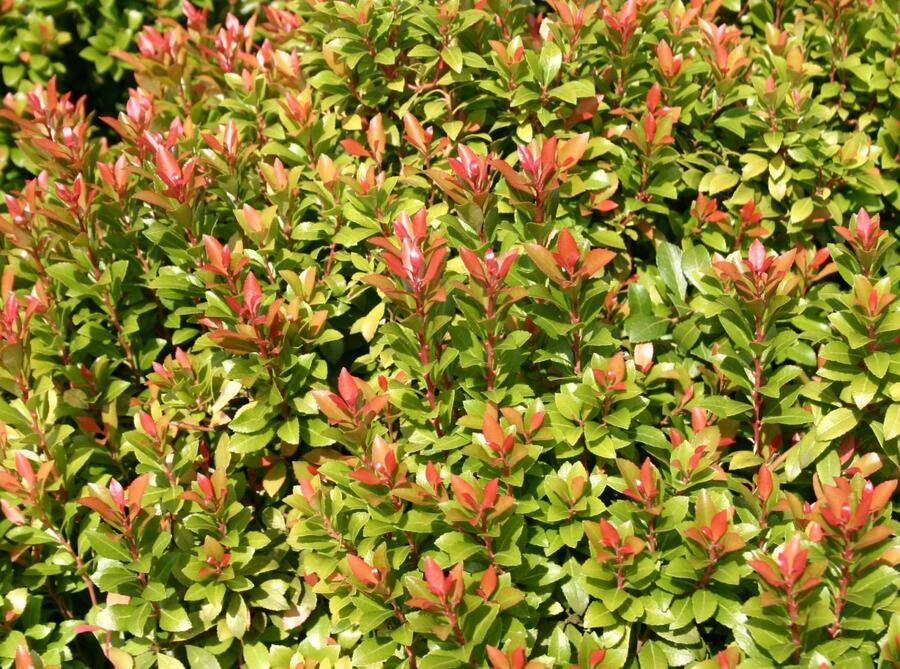 Pieris japonský 'Little Heath Green' - Pieris japonica 'Little Heath Green'