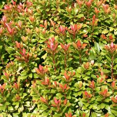 Pieris japonský 'Little Heath Green' - Pieris japonica 'Little Heath Green'