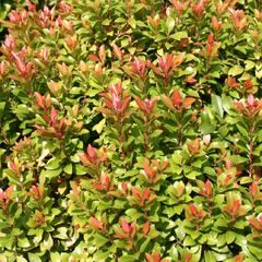 Pieris japonský 'Little Heath Green' - Pieris japonica 'Little Heath Green'