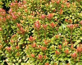 Pieris japonský 'Little Heath Green'