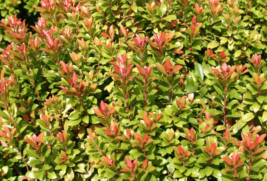 Pieris japonský 'Little Heath Green' - Pieris japonica 'Little Heath Green'