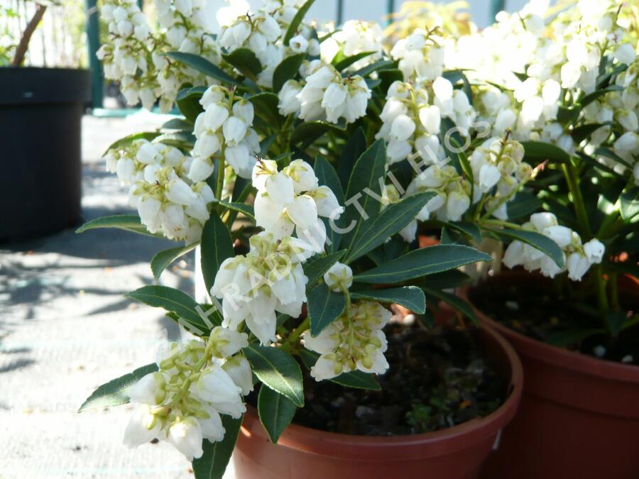Pieris japonský 'Debutante' - Pieris japonica 'Debutante'