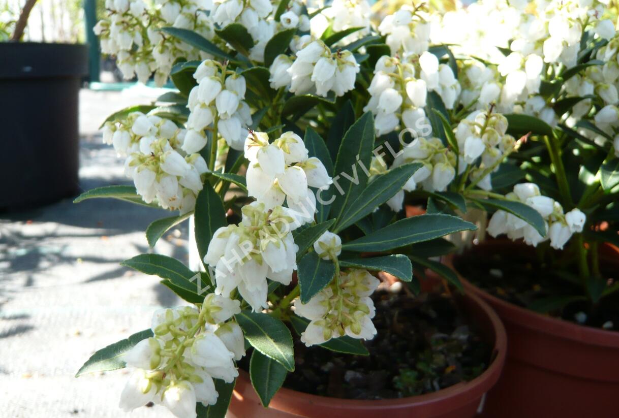 Pieris japonský 'Debutante' - Pieris japonica 'Debutante'