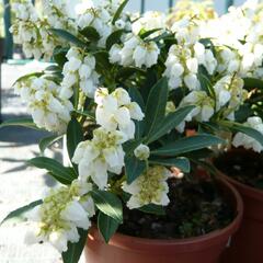 Pieris japonský 'Debutante' - Pieris japonica 'Debutante'