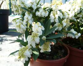 Pieris japonský 'Debutante'