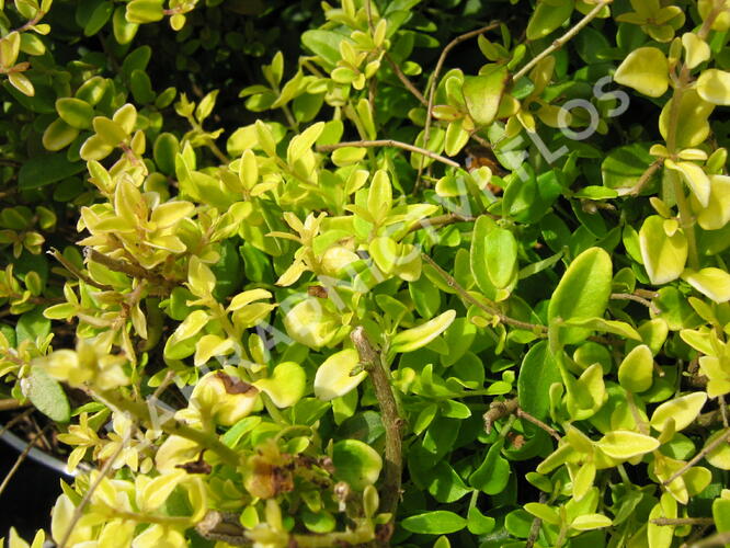 Zimolez kloboukatý 'Moss Green' - Lonicera pileata 'Moss Green'