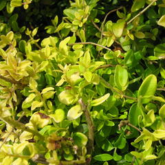 Zimolez kloboukatý 'Moss Green' - Lonicera pileata 'Moss Green'