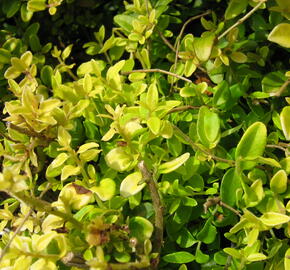 Zimolez kloboukatý 'Moss Green' - Lonicera pileata 'Moss Green'