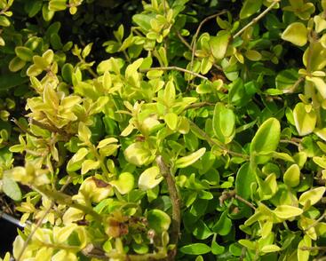 Zimolez kloboukatý 'Moss Green'