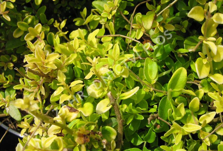 Zimolez kloboukatý 'Moss Green' - Lonicera pileata 'Moss Green'