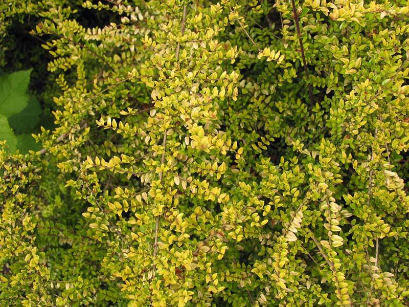 Zimolez kloboukatý 'Moss Green' - Lonicera pileata 'Moss Green'