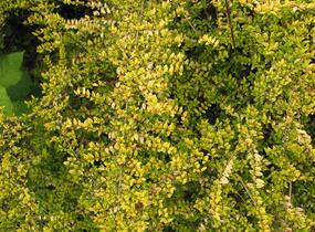 Zimolez kloboukatý 'Moss Green' - Lonicera pileata 'Moss Green'