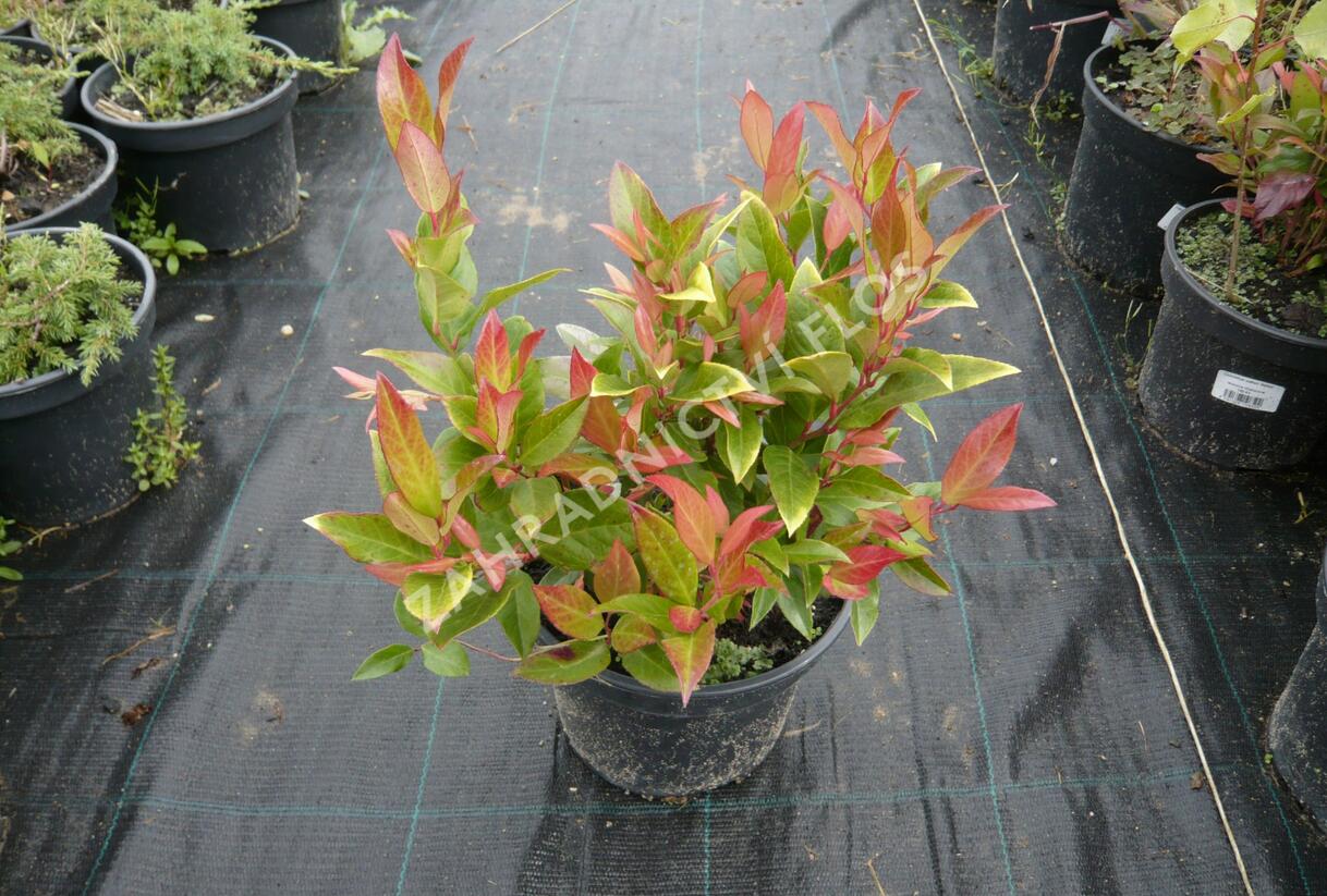 Leukothoe Walterova 'Zeblid' - Leucothoe walteri 'Zeblid'