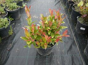 Leukothoe Walterova 'Zeblid' - Leucothoe walteri 'Zeblid'