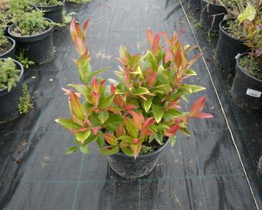 Leukothoe Walterova 'Zeblid'