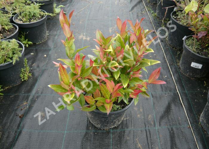 Leukothoe Walterova 'Zeblid' - Leucothoe walteri 'Zeblid'