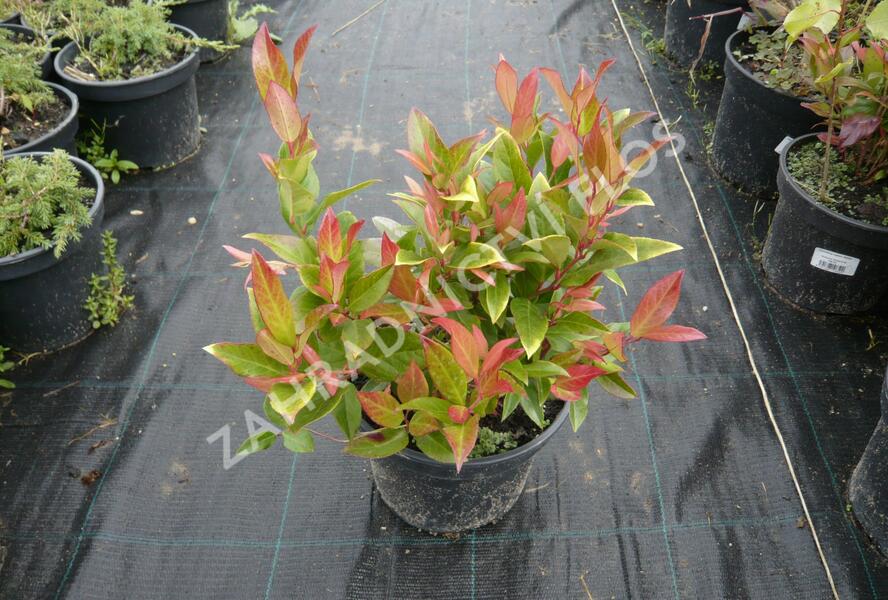 Leukothoe Walterova 'Zeblid' - Leucothoe walteri 'Zeblid'