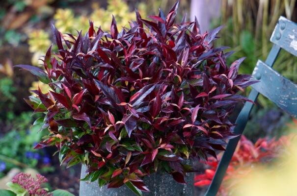 Leukothoe 'Red Lips' - Leucothoe axillaris 'Red Lips'