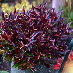 Leukothoe 'Red Lips' - Leucothoe axillaris 'Red Lips'