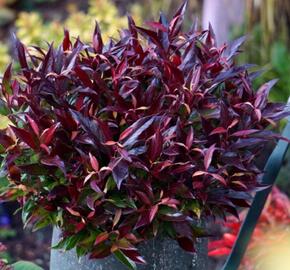 Leukothoe 'Red Lips' - Leucothoe axillaris 'Red Lips'