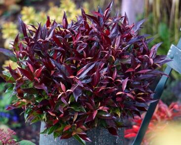 Leukothoe 'Red Lips'